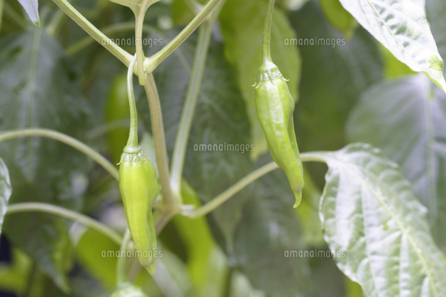 トウガラシ アヒー の写真素材 イラスト素材 アマナイメージズ