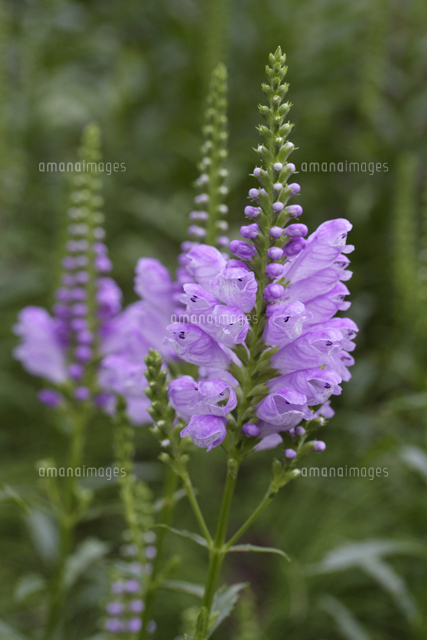 ハナトラノオ（カクトラノオ）[32118002740]の写真・イラスト素材