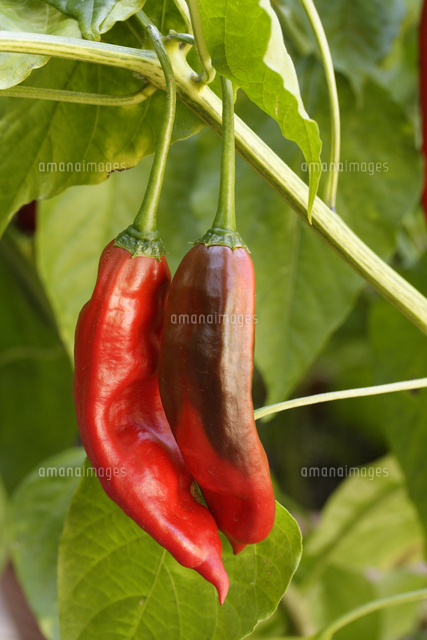 トウガラシ アヒー の写真素材 イラスト素材 アマナイメージズ