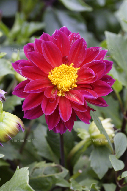 テンジクボタン ダリア リグレット の写真素材 イラスト素材 アマナイメージズ