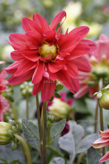 テンジクボタン ダリア リグレット の写真素材 イラスト素材 アマナイメージズ