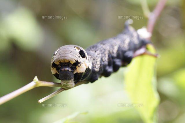 ビロードスズメの幼虫 の写真素材 イラスト素材 アマナイメージズ