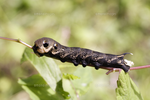 ビロードスズメの幼虫 の写真素材 イラスト素材 アマナイメージズ