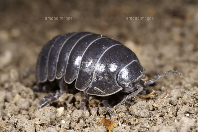 オカダンゴムシのオス の写真素材 イラスト素材 アマナイメージズ オカダンゴムシのオス の写真素材 イラスト素材 アマナイメージズ