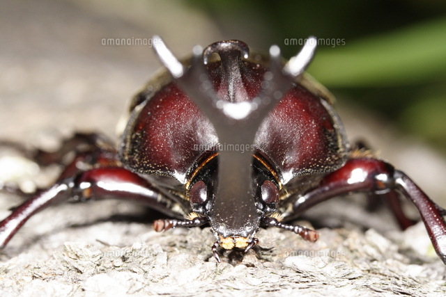 カブトムシの顔 の写真素材 イラスト素材 アマナイメージズ