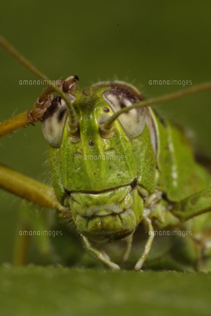 ハネナガイナゴの正面顔 の写真素材 イラスト素材 アマナイメージズ