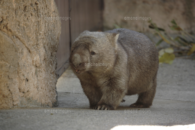 ヒメウォンバット の写真素材 イラスト素材 アマナイメージズ