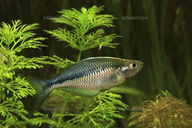 ブルーレインボーフィッシュのオス の写真素材 イラスト素材 アマナイメージズ