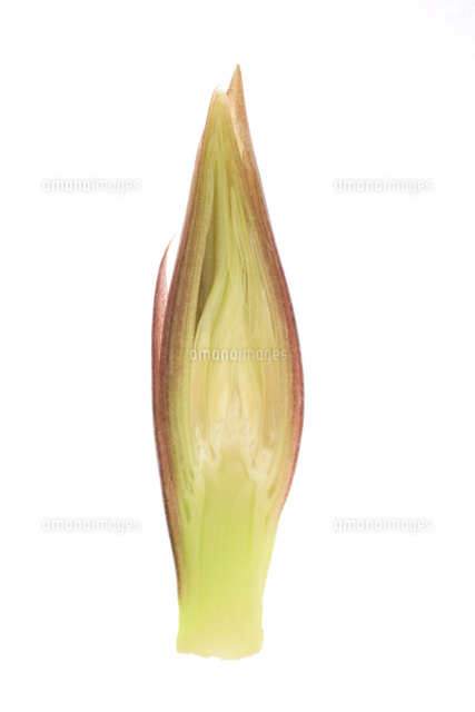 ミョウガの断面 の写真素材 イラスト素材 アマナイメージズ