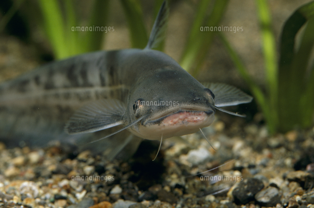 ビワコオオナマズの幼魚[32118003685]の写真・イラスト素材｜アマナ 