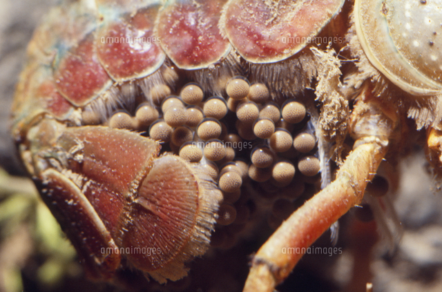 尾に巻かれて守られるアメリカザリガニの卵 の写真素材 イラスト素材 アマナイメージズ