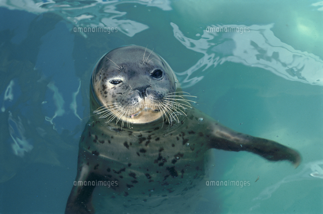 ゴマフアザラシの顔 の写真素材 イラスト素材 アマナイメージズ