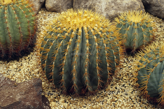 王冠竜 王冠竜 王冠竜 【樹高:約43cm】Sep06