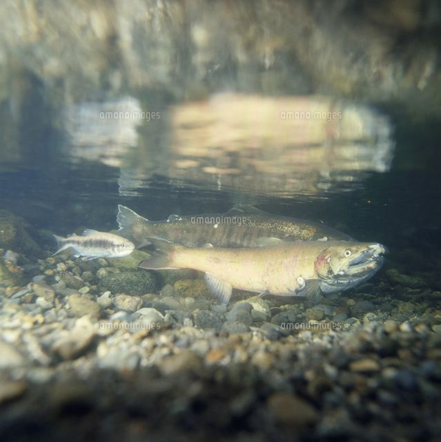 置物　ヤマメ　メス OHスーパー山女魚 | 株式会社オーナーばり｜海釣り仕掛け、投げ釣り