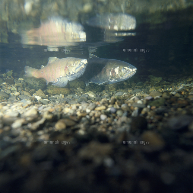 サクラマスのオスとメス[32118004016]の写真・イラスト素材｜アマナ