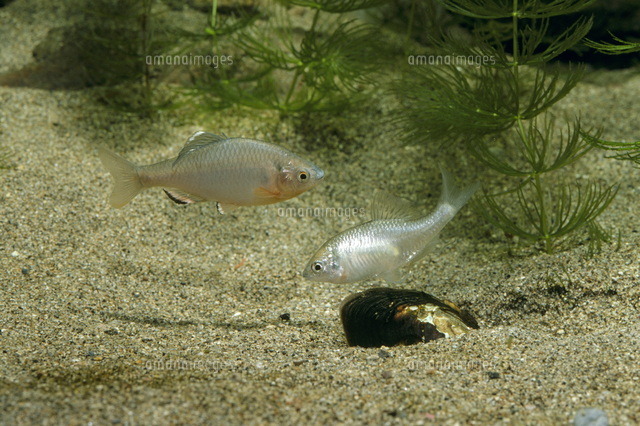 ミヤコタナゴの産卵 の写真素材 イラスト素材 アマナイメージズ