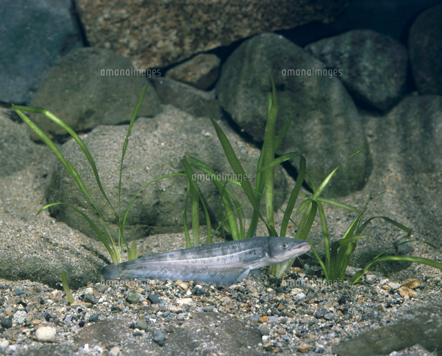 ビワコオオナマズの幼魚[32118004335]の写真・イラスト素材｜アマナ 