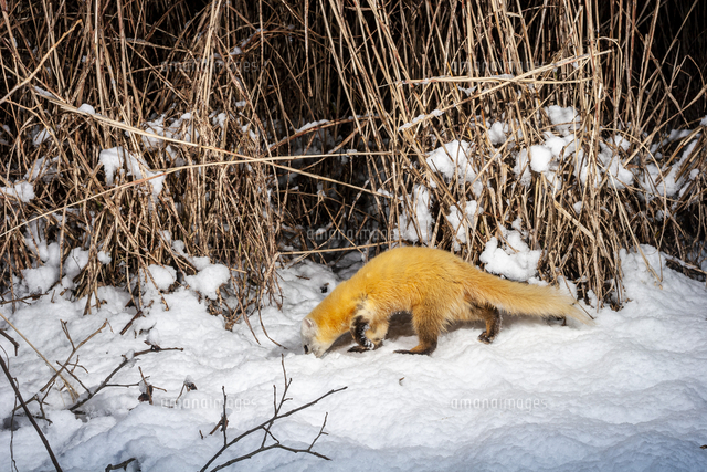 雪上で獲物を探す冬毛のニホンテン[32119000305]の写真・イラスト素材