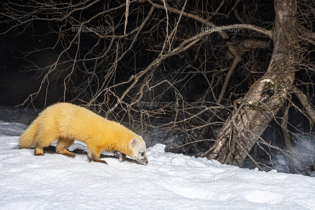雪上で獲物を探す冬毛のニホンテン[32119000313]の写真・イラスト素材