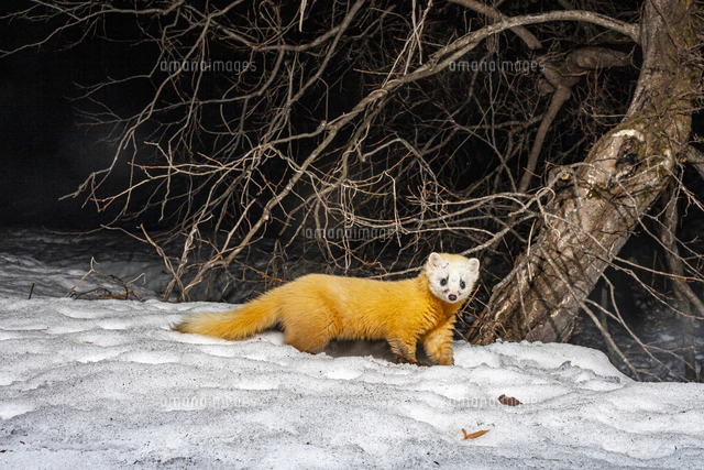 雪上で獲物を探す冬毛のニホンテン[32119000312]の写真・イラスト素材