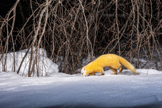 テンの剥製（冬毛） 冬毛のテン | ペンション あるびおん