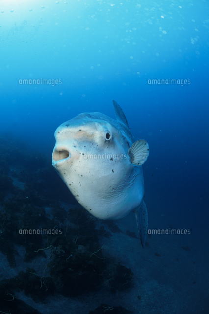 マンボウ の写真素材 イラスト素材 アマナイメージズ マンボウ の写真素材 イラスト素材 アマナイメージズ