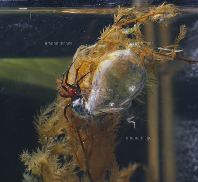 水中に住居 空気室 をつくるミズグモ の写真素材 イラスト素材 アマナイメージズ