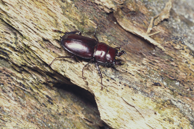 ヤクシマオニクワガタ[32123000564]の写真・イラスト素材｜アマナ