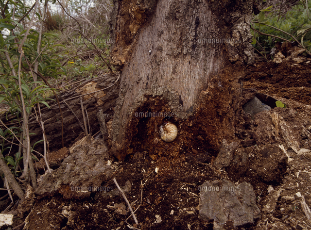 クヌギの朽木にいるカブトムシの幼虫 朽木のボロボロになった柔かい場所からもよく見つかる の写真素材 イラスト 素材 アマナイメージズ