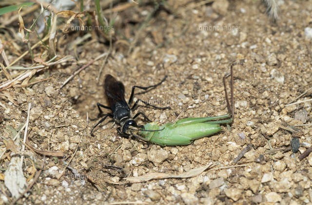 アナバチヤドリバエの産卵を受けたのを知らず クロアナバチ は自分の獲物を巣抗に運び込み自らの卵を産み付 の写真素材 イラスト素材 アマナイメージズ