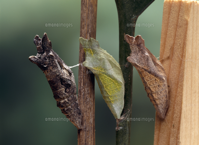 アゲハ ナミアゲハ の蛹 蛹化場所の条件で形態が変わる の写真素材 イラスト素材 アマナイメージズ