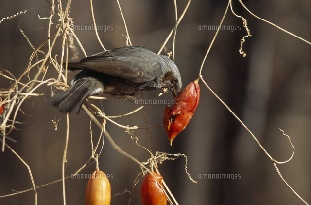カラスウリを食べるヒヨドリ の写真素材 イラスト素材 アマナイメージズ