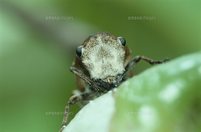 エゴヒゲナガゾウムシのメスの顔[32123001530]の写真・イラスト素材