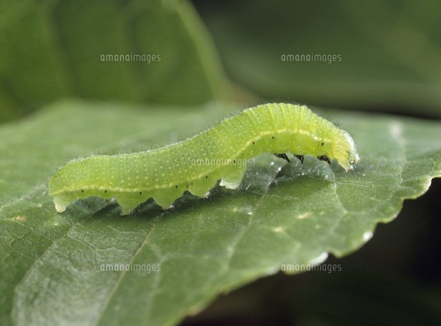 エノキにいるテングチョウの終齢幼虫[32123001577]の写真・イラスト