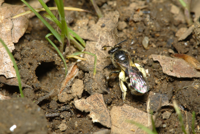 花粉だんごをつけて帰巣したコハナバチの仲間 の写真素材 イラスト素材 アマナイメージズ