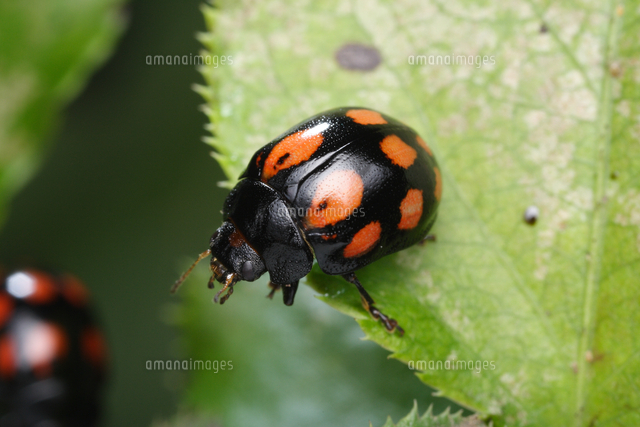ヤマトヨダンハムシのベーツ型擬態 の写真素材 イラスト素材 アマナイメージズ