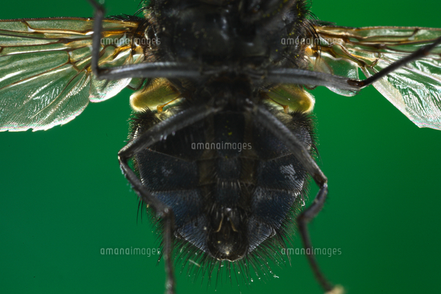 ハエの仲間の平均棍 の写真素材 イラスト素材 アマナイメージズ