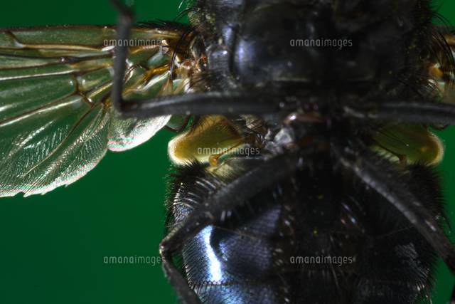 ハエの仲間の平均棍 の写真素材 イラスト素材 アマナイメージズ