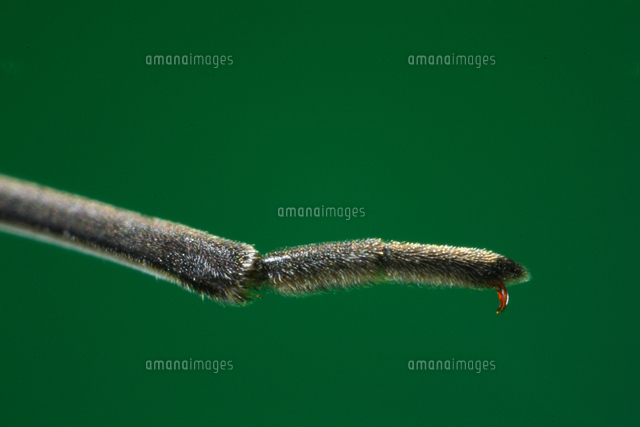 アメンボの前脚先アップ の写真素材 イラスト素材 アマナイメージズ