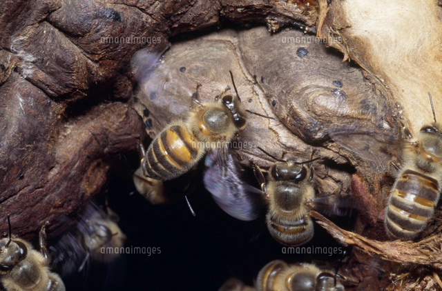 ニホンミツバチ 採蜜（巣盤）[32123002224]の写真・イラスト素材
