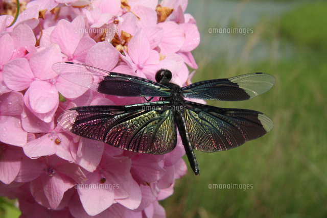 アジサイの花にとまるチョウトンボのメス 未熟個体 の写真素材 イラスト素材 アマナイメージズ アジサイの花にとまるチョウトンボのメス 未熟個体 の写真素材 イラスト素材 アマナイメージズ
