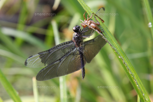チョウトンボのオス 羽化 の写真素材 イラスト素材 アマナイメージズ