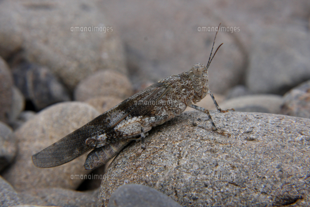 河原の石に擬態するカワラバッタ[32124001188]の写真・イラスト素材