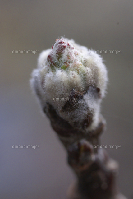 リンゴ 品種 ふじ 花芽 発芽 の写真素材 イラスト素材 アマナイメージズ