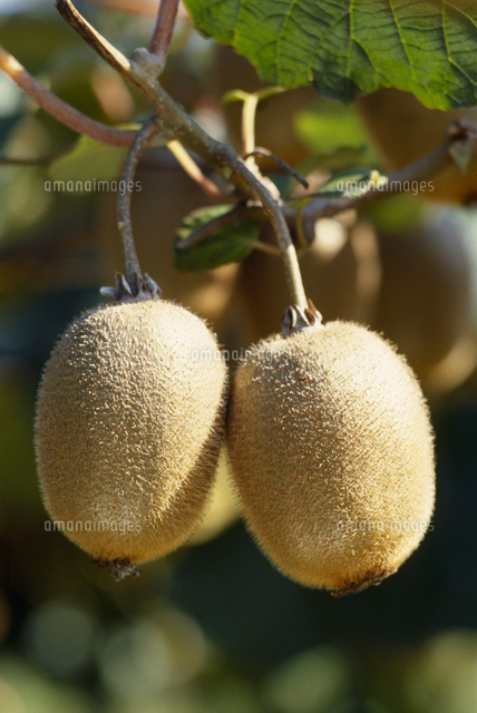 キウイフルーツ 品種 ヘイワード の写真素材 イラスト素材 アマナイメージズ