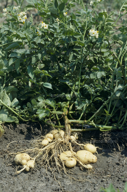 ジャガイモ の写真素材 イラスト素材 アマナイメージズ