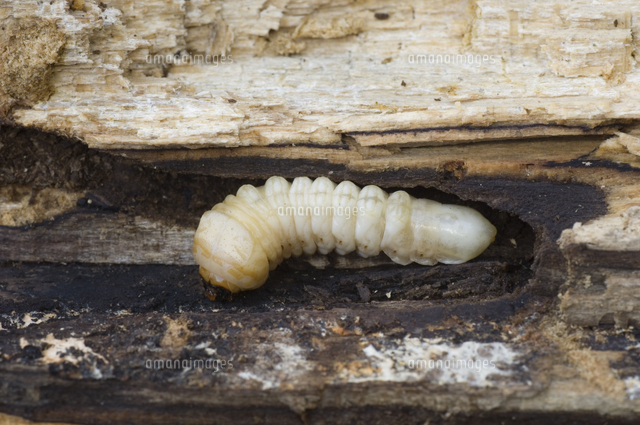スジバネウスバウスバカミキリ　標本　幼虫 スジバネウスバカミキリ 標本 幼虫