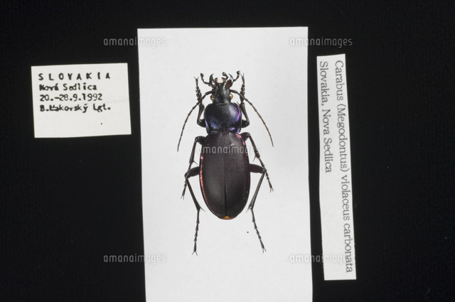 Carabus(Procerus)gigas 標本[32127000041]の写真・イラスト素材