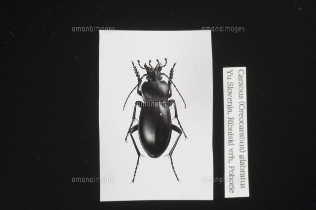 イボハダオサムシ標本 C. (Procerus) gigas pannasciu イボハダオサムシ標本 C. (Procerus) gigas pannasciu Carabus