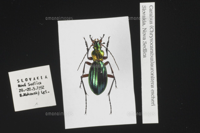 Carabus(Procerus)gigas 標本[32127000041]の写真・イラスト素材